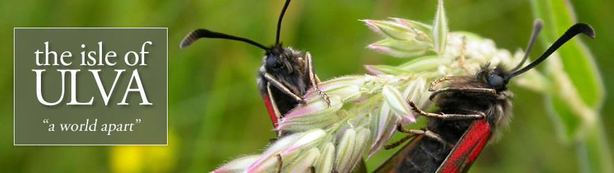 Slender Scotch Burnet Moths on Ulva