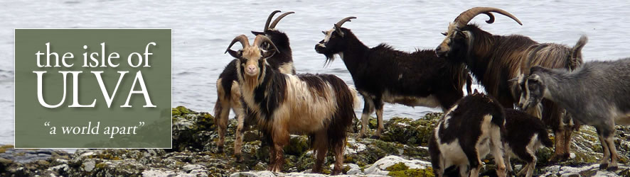 Wild goats resident on the Isle of Ulva