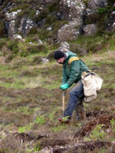 Tree planting in progress