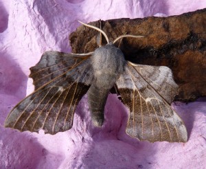 Poplar Hawkmoth